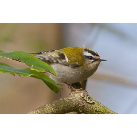 Firecrest Sheringham Park 4