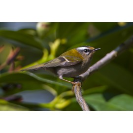 Firecrest Sheringham Park 5