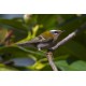Firecrest Sheringham Park 5