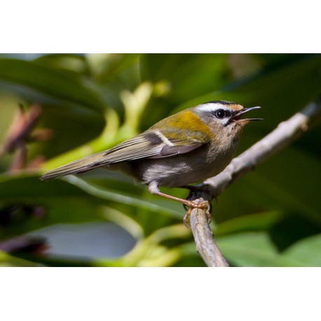 Firecrest Sheringham Park 6
