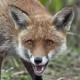 Fox London 3