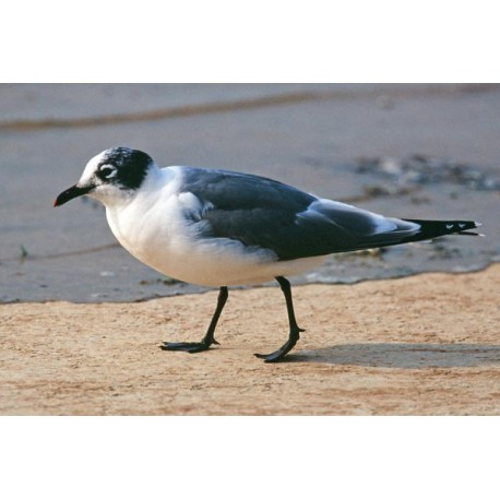 Franklins Gull Cheddar 1992