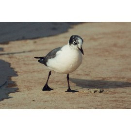 Franklins Gull Cheddar 1992 2
