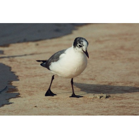 Franklins Gull Cheddar 1992 2