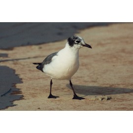 Franklins Gull Cheddar 1992 3
