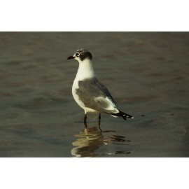 Franklins Gull Cheddar 1992 4