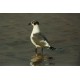 Franklins Gull Cheddar 1992 4