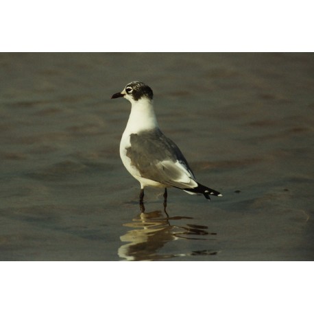 Franklins Gull Cheddar 1992 4