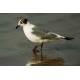 Franklins Gull Cheddar 1992 5