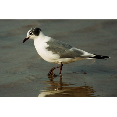 Franklins Gull Cheddar 1992 5