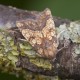 Frosted Orange Moth