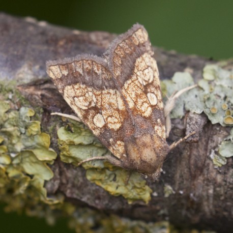 Frosted Orange Moth