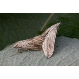 Garden Pebble Moths