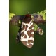Garden Tiger Moth