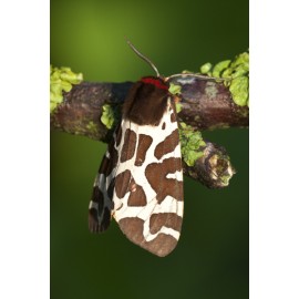 Garden Tiger Moth