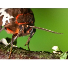 Garden Tiger Moth 1