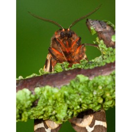 Garden Tiger Moth 2