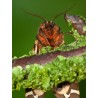 Garden Tiger Moth 2