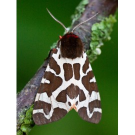 Garden Tiger Moth 3