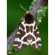 Garden Tiger Moth 3