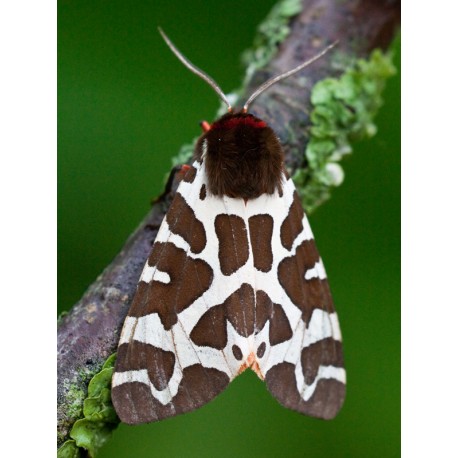Garden Tiger Moth 3