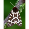 Garden Tiger Moth 3