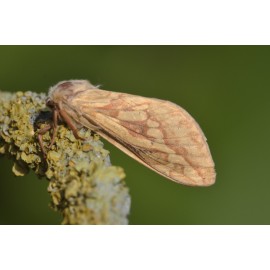 Ghost Swift Moth