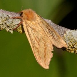 Ghost Swift Moth 1