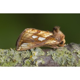 Gold Spot Moth