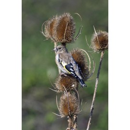Goldfinch Juvenile