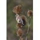 Goldfinch Juvenile 1