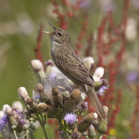Grasshopper Warbler Bawdsey