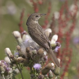 Grasshopper Warbler Bawdsey 1