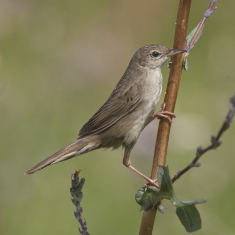 Grasshopper Warbler Bawdsey 2