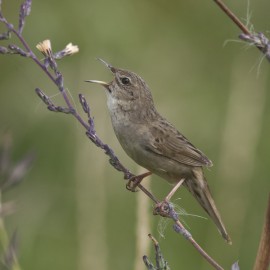 Grasshopper Warbler Bawdsey 3