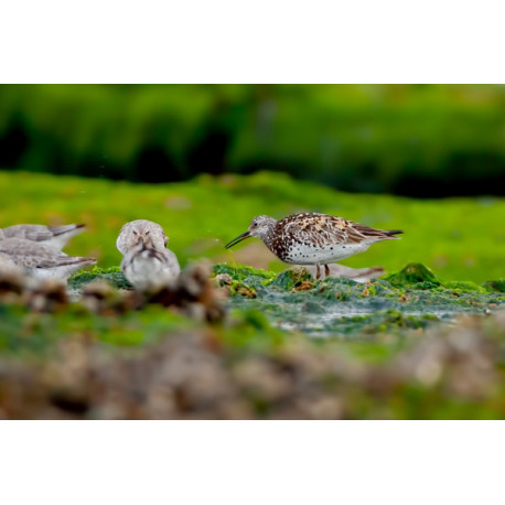 Great Knot Holme