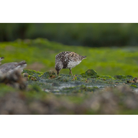 Great Knot Holme 2