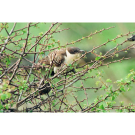 Great Spotted Cuckoo Shoreham