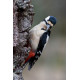 Great Spotted Woodpecker Scotland