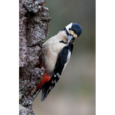 Great Spotted Woodpecker Scotland
