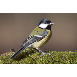 Great Tit Lynford