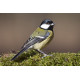 Great Tit Lynford