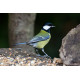 Great Tit Posing