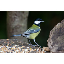 Great Tit Posing