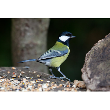 Great Tit Posing