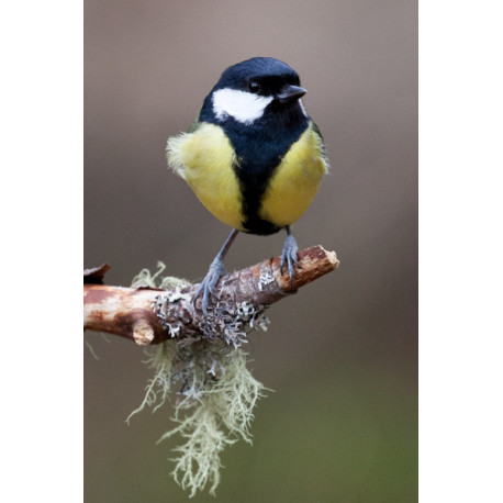 Great Tit Scotland