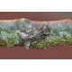 Green Brindled Crescent