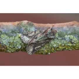 Green Brindled Crescent