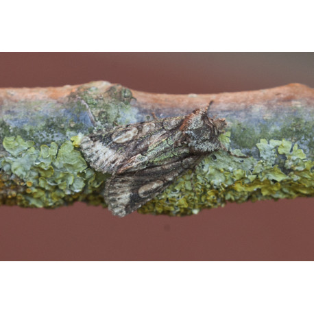 Green Brindled Crescent