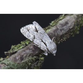 Grey Dagger Moth